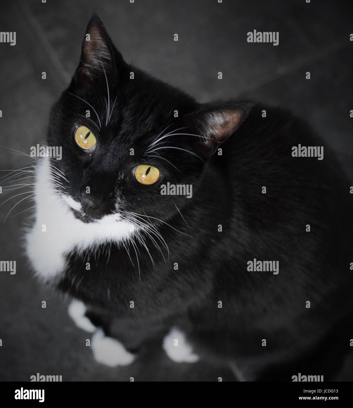 Retrato de un gato negro con ojos amarillos y esmoquin marcas Foto de stock