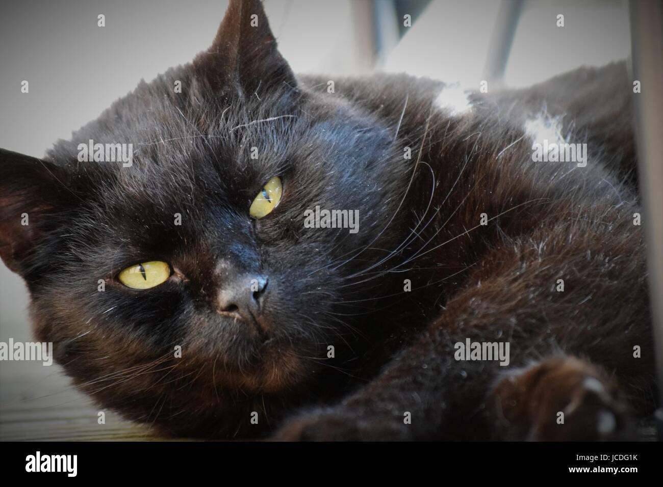 Close-up de gato negro con ojos verdes Foto de stock