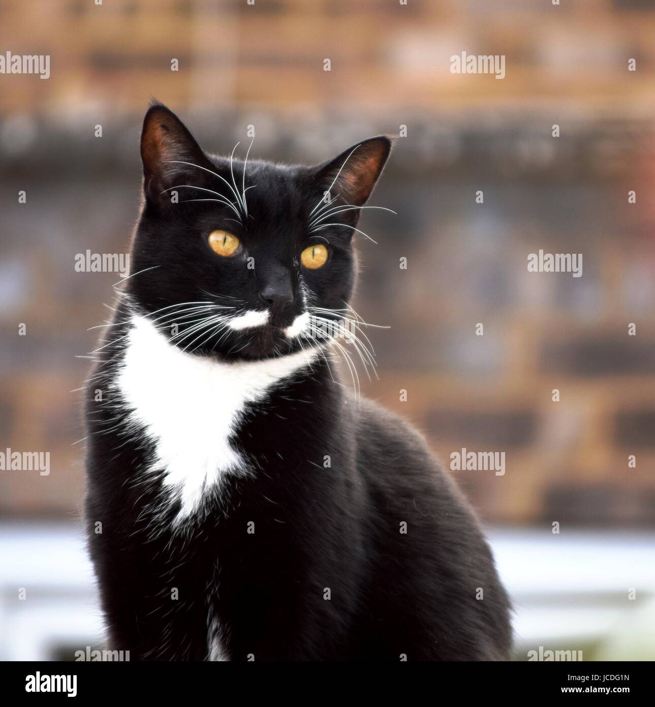 Retrato de un gato negro con ojos amarillos y esmoquin marcas Foto de stock