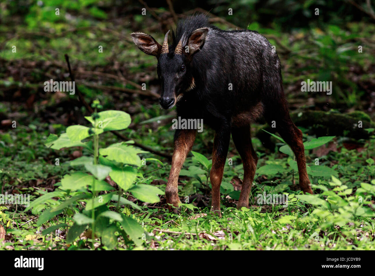 Los comportamientos de serow en el bosque de Tailandia Foto de stock
