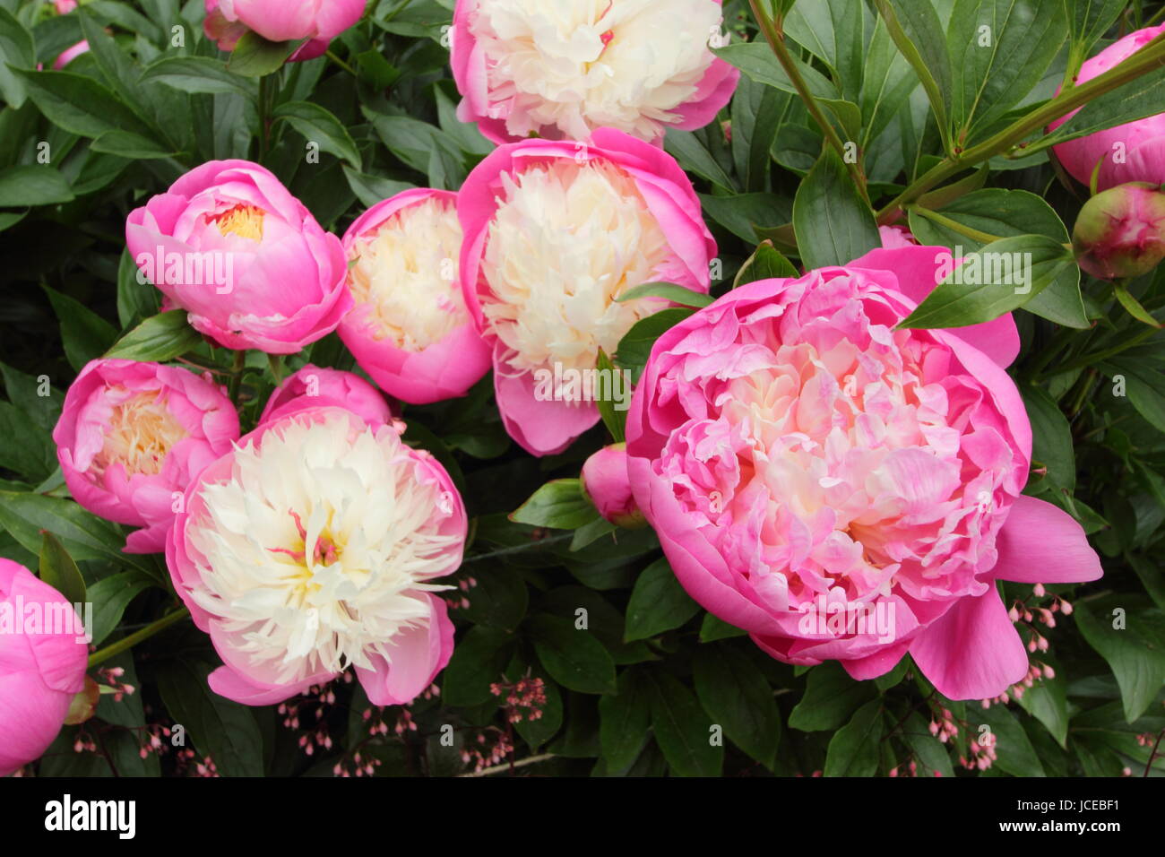Paeonia lactiflora 'Tazón de belleza', una dramática cerise rosa y blanco cremoso peonía florece en el borde de un jardín inglés en junio, REINO UNIDO Foto de stock