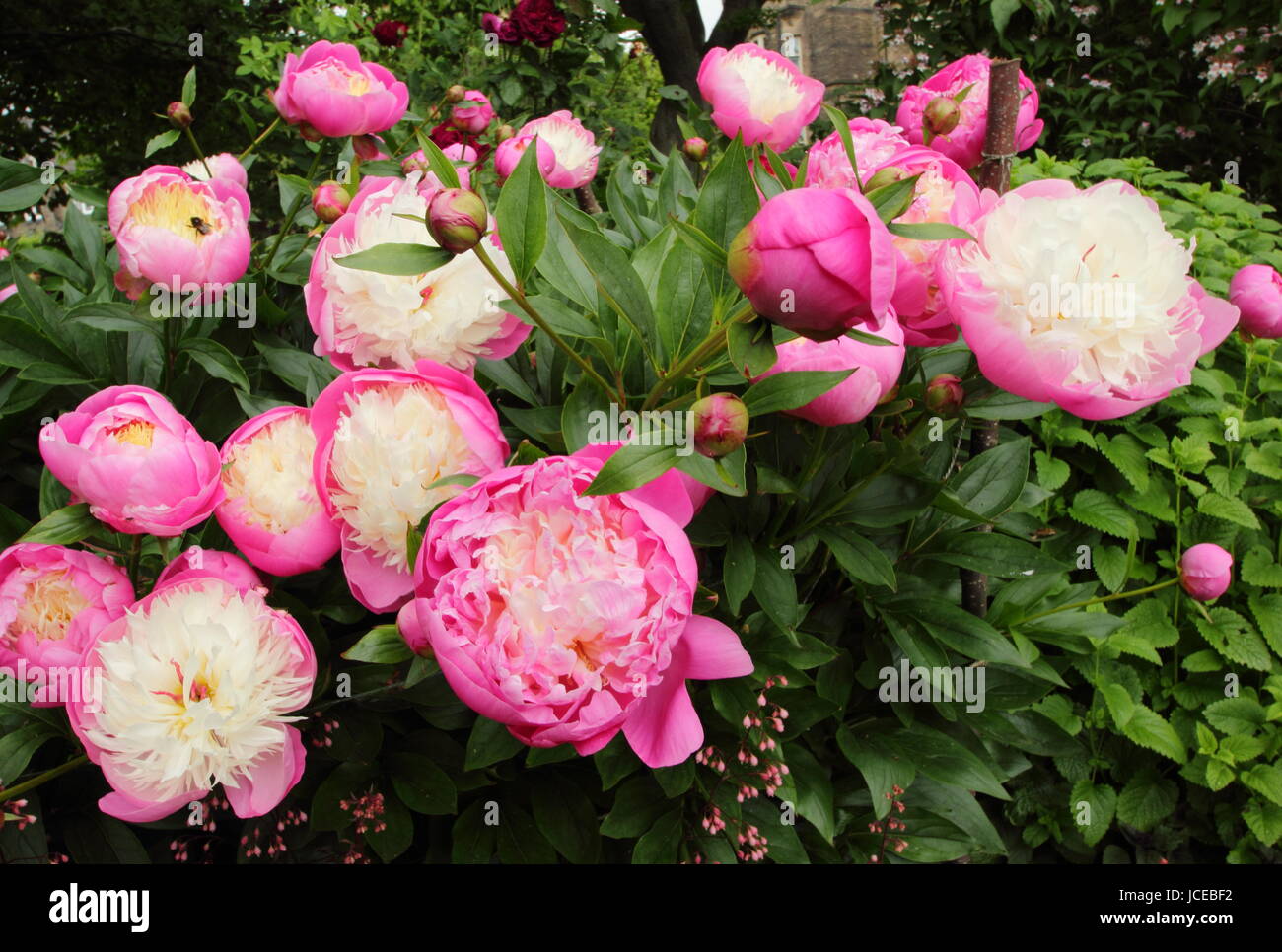 Paeonia lactiflora 'Tazón de belleza', una dramática cerise rosa y blanco cremoso peonía florece en el borde de un jardín inglés en junio, REINO UNIDO Foto de stock