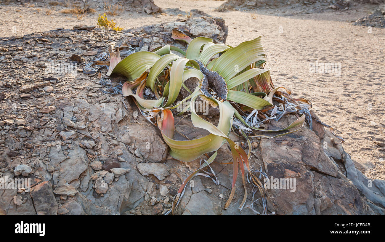 Fósil viviente icónico Welwitschia mirabilis crece en terrenos rocosos en el inhóspito, árido desierto Namib, a costa de los Esqueletos, Namibia, Sur-África occidental Foto de stock