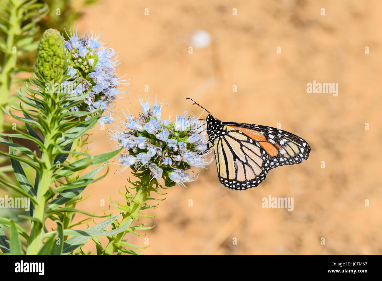 Gran mariposa monarca, recogiendo el néctar de las flores el polen de las flores de echium púrpura - Porto Santo, Madeira, Portugal Foto de stock