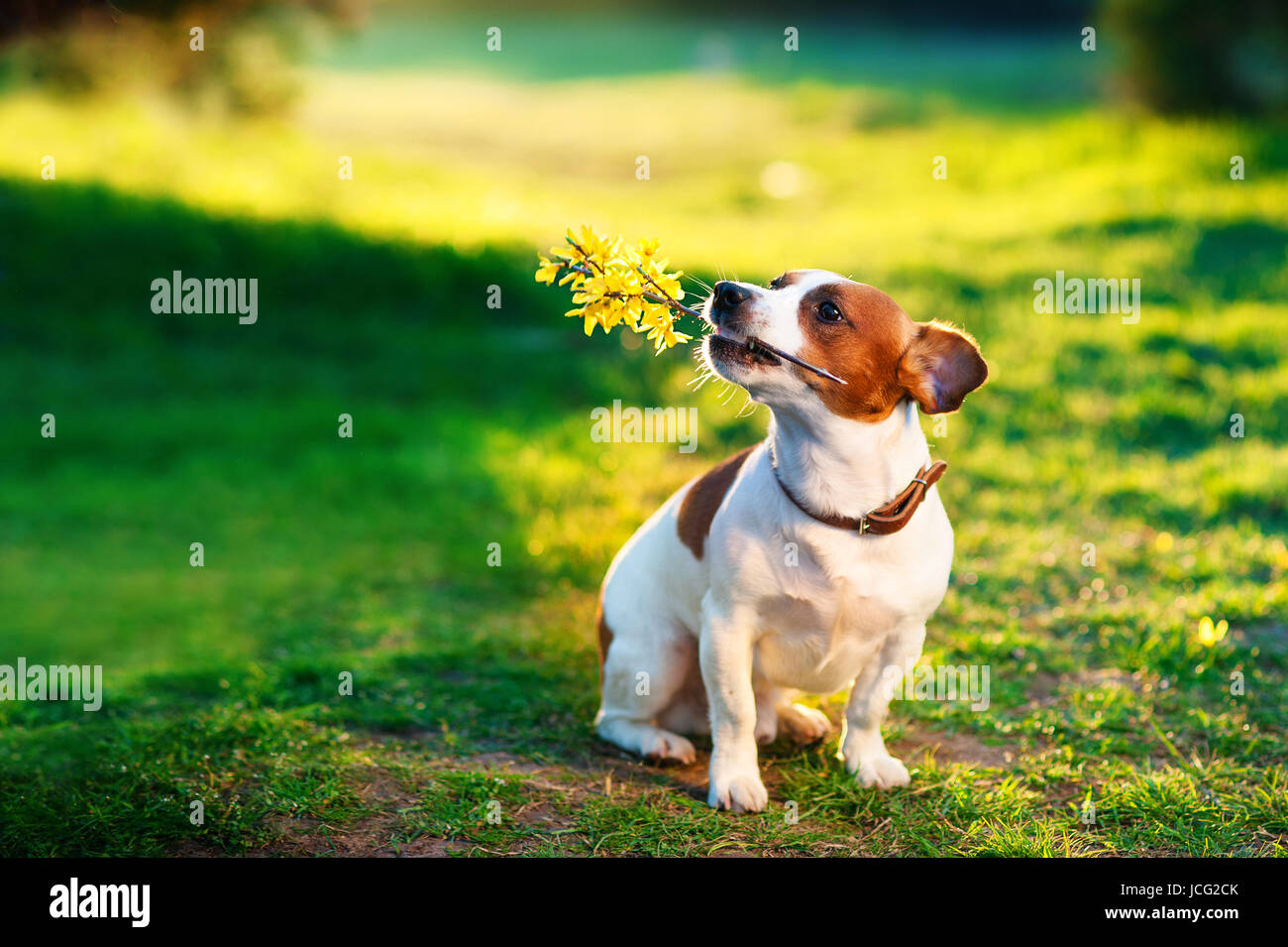 Jack Russel en la pradera de flores con un ramo de flores amarillas en los dientes. Felicitaciones concepto Foto de stock