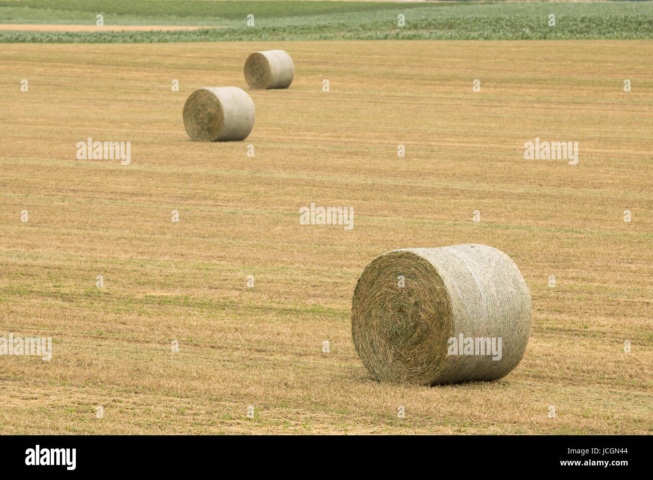 Rollos de montones de heno en los campos Foto de stock