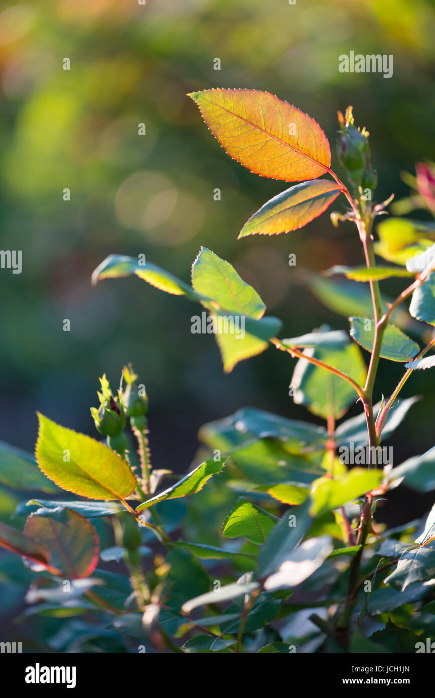 Hojas de rosa coloridas, brillantes, naranjas y verdes retroiluminadas por el sol poniente. Foto de stock