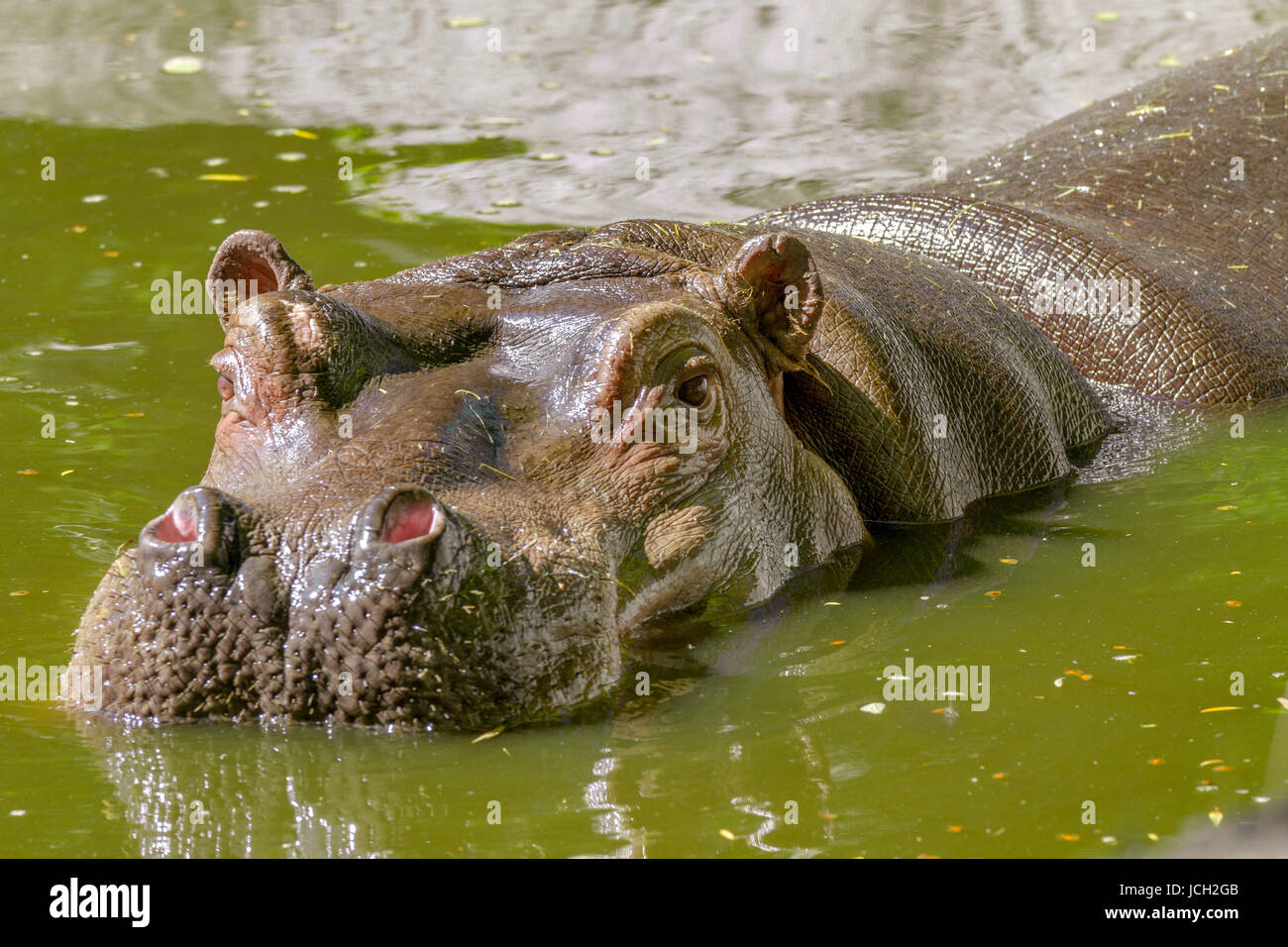 Imagen de un gran mamífero de un animal salvaje, hipopótamo en agua Foto de stock