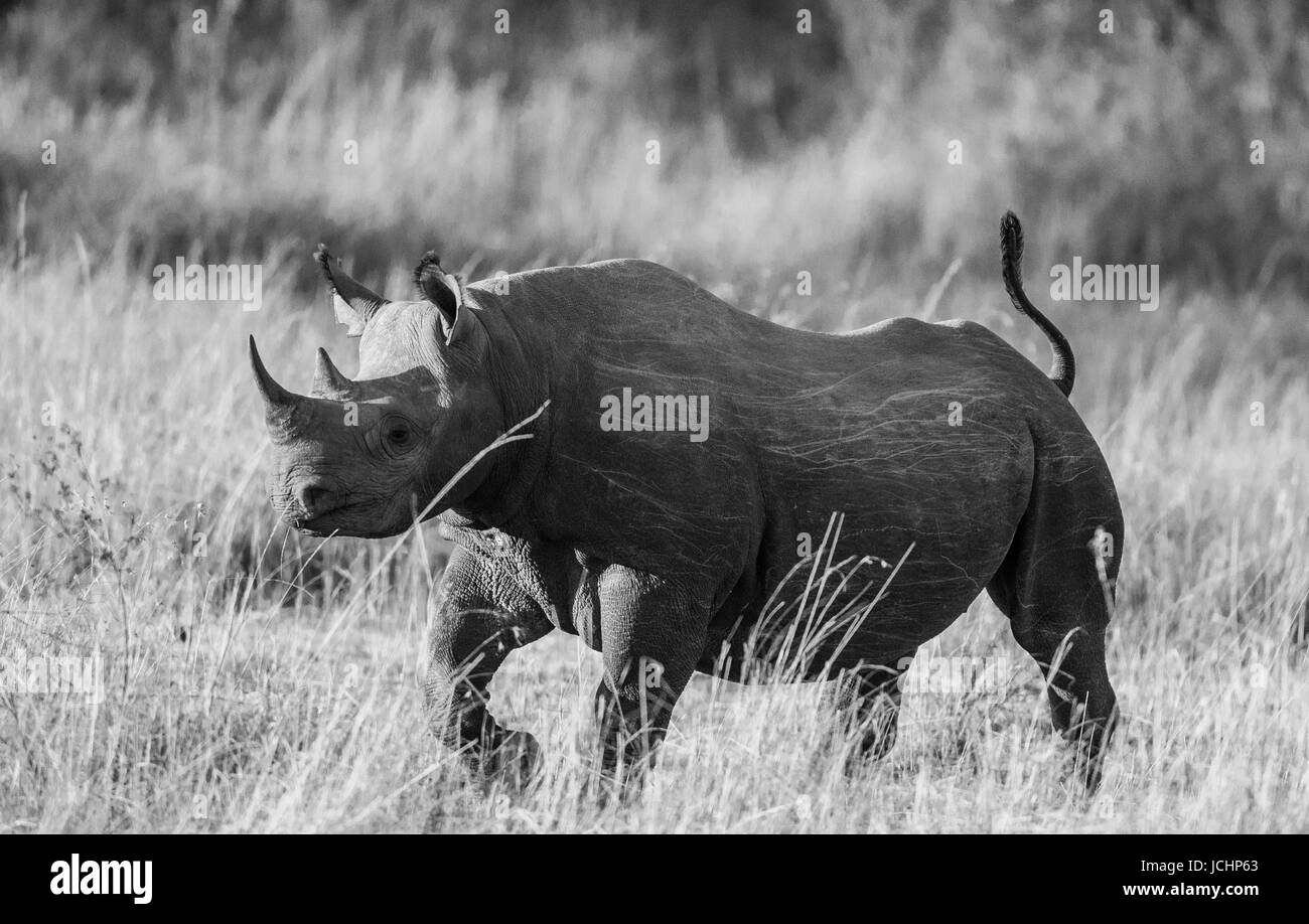 Rinoceronte en la sabana, Kenia. Parque Nacional. África. Foto de stock