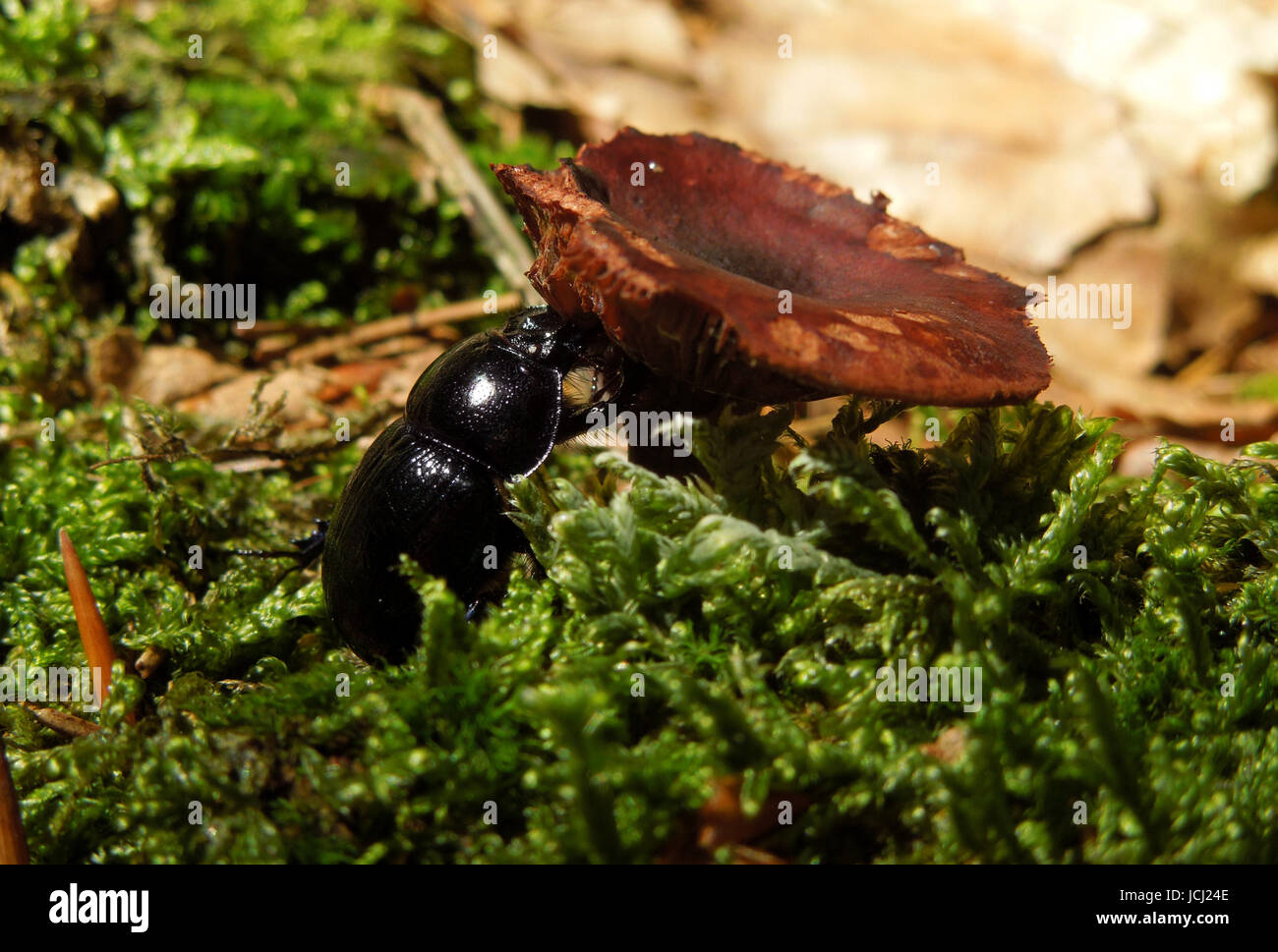 Una dor escarabajo en ambiente natural Foto de stock