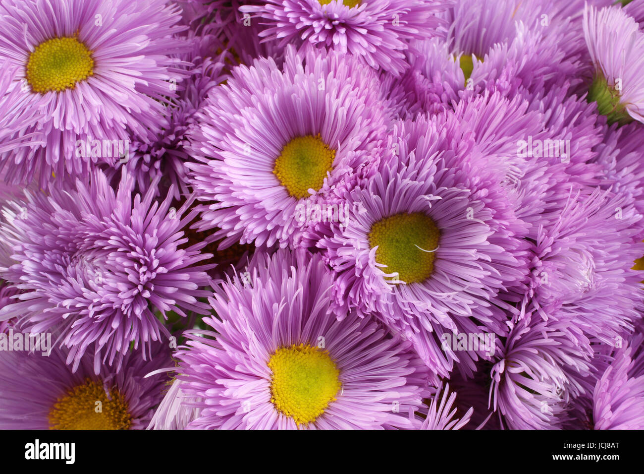 Flores purpúreas claras fotografías e imágenes de alta resolución - Alamy Flores purpúreas claras fotografías e imágenes de alta resolución - Alamy