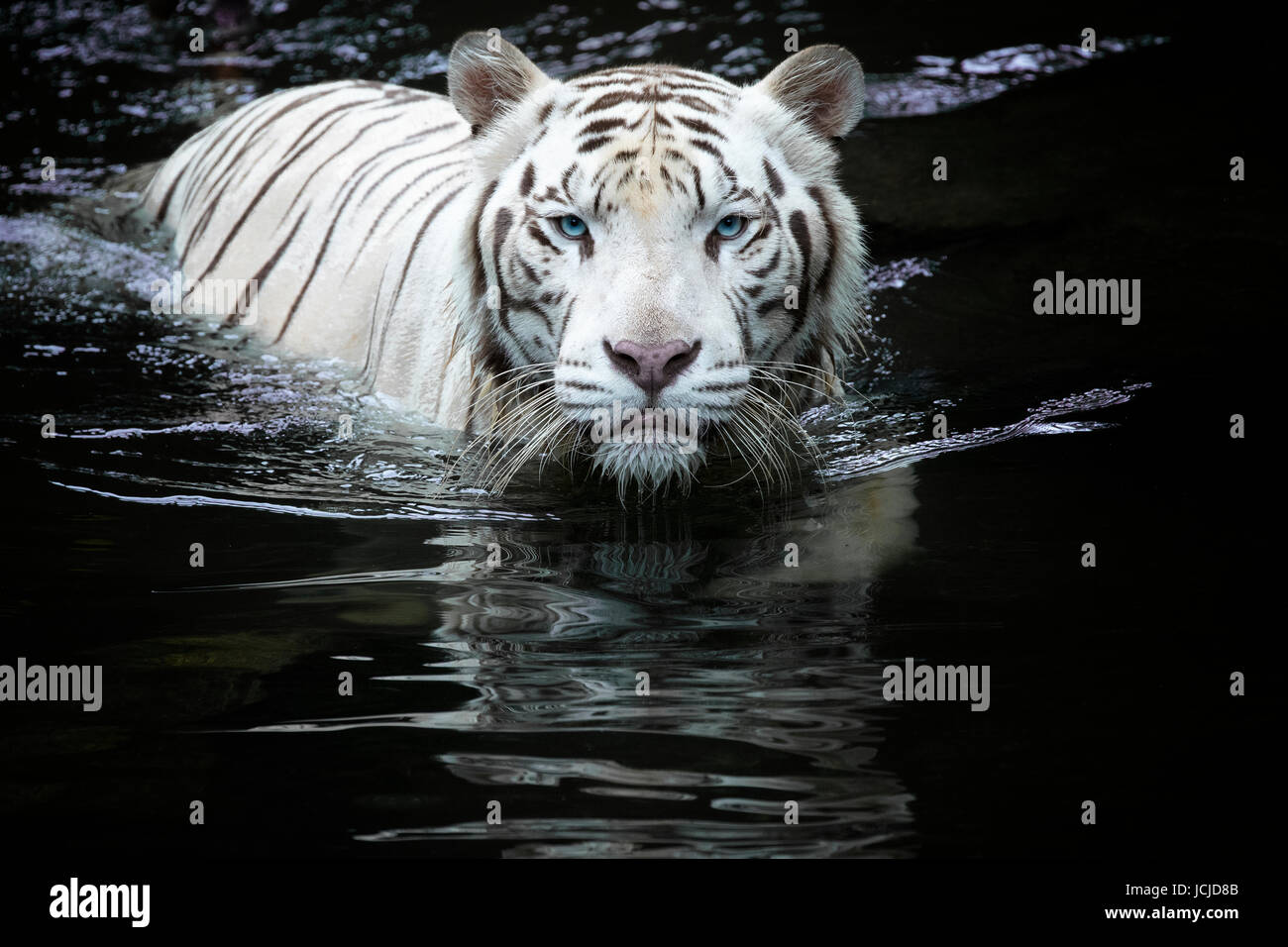 Tigre Blanco me está mirando mirando como él nadando a través del agua Foto de stock