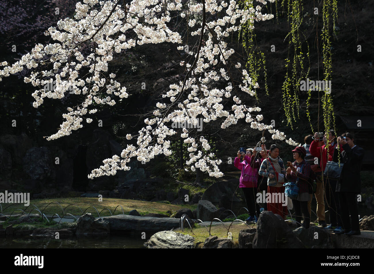 Los visitantes japoneses vestimentas coloridas fotografía retroiluminada brillantes colgantes ramas de cerezo en flor recién en el santuario Yasukuni en Tokio en abril. Foto de stock
