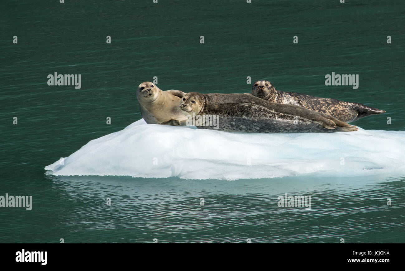 Un trío de focas son stetched sobre un trozo de hielo, tomando sol. Foto de stock