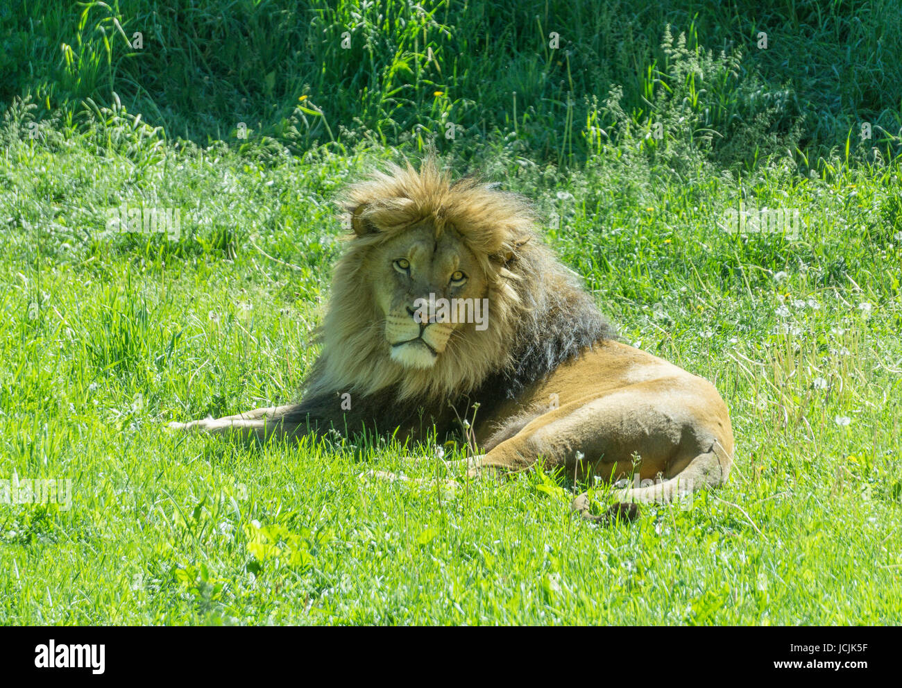 León africano en Calgary Zoo Foto de stock
