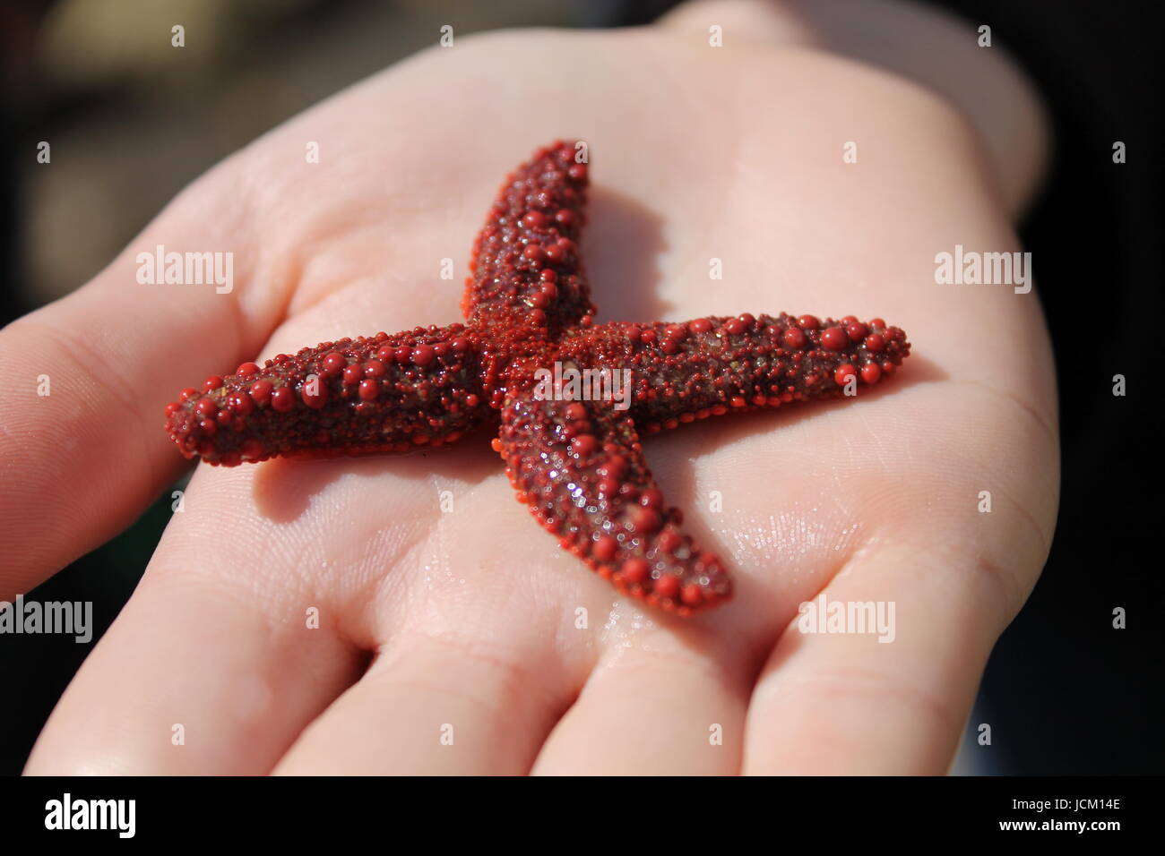 Estrella de mar Foto de stock