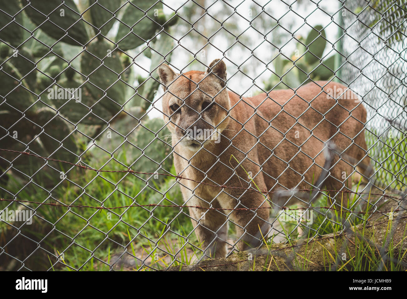 Felino en cautiverio, detrás de una valla de alambre. Foto de stock