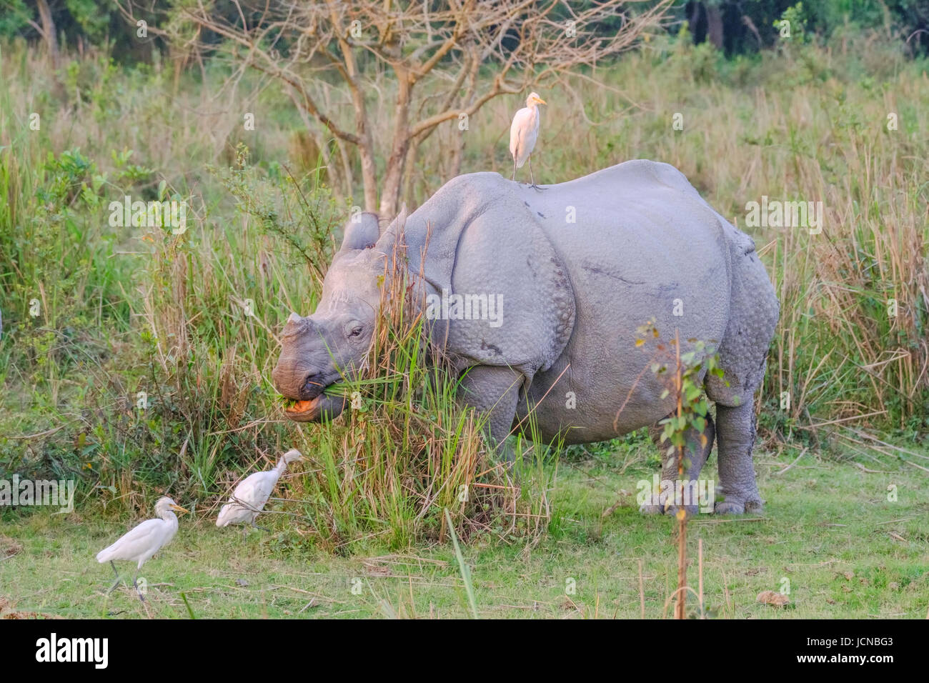 Rinoceronte indio, Rhinoceros unicornis, especies en peligro de extinción con Garganta de Ganado, Bubulcus ibis. Parque Nacional Kaziranga, Assam, India. Foto de stock