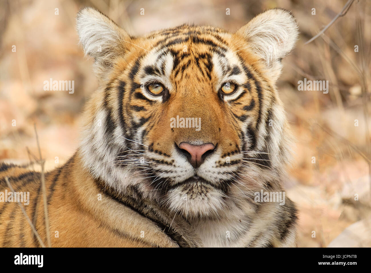 Primer plano de un tigre de Bengala (Panthera tigris tigris) se enfrenta a especies en peligro de extinción. Parque Nacional Ranthambore, Rajasthan, India Foto de stock