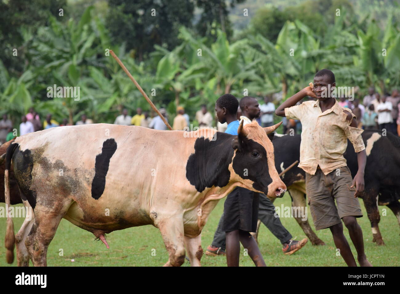Las corridas de toros en Uganda. Foto de stock
