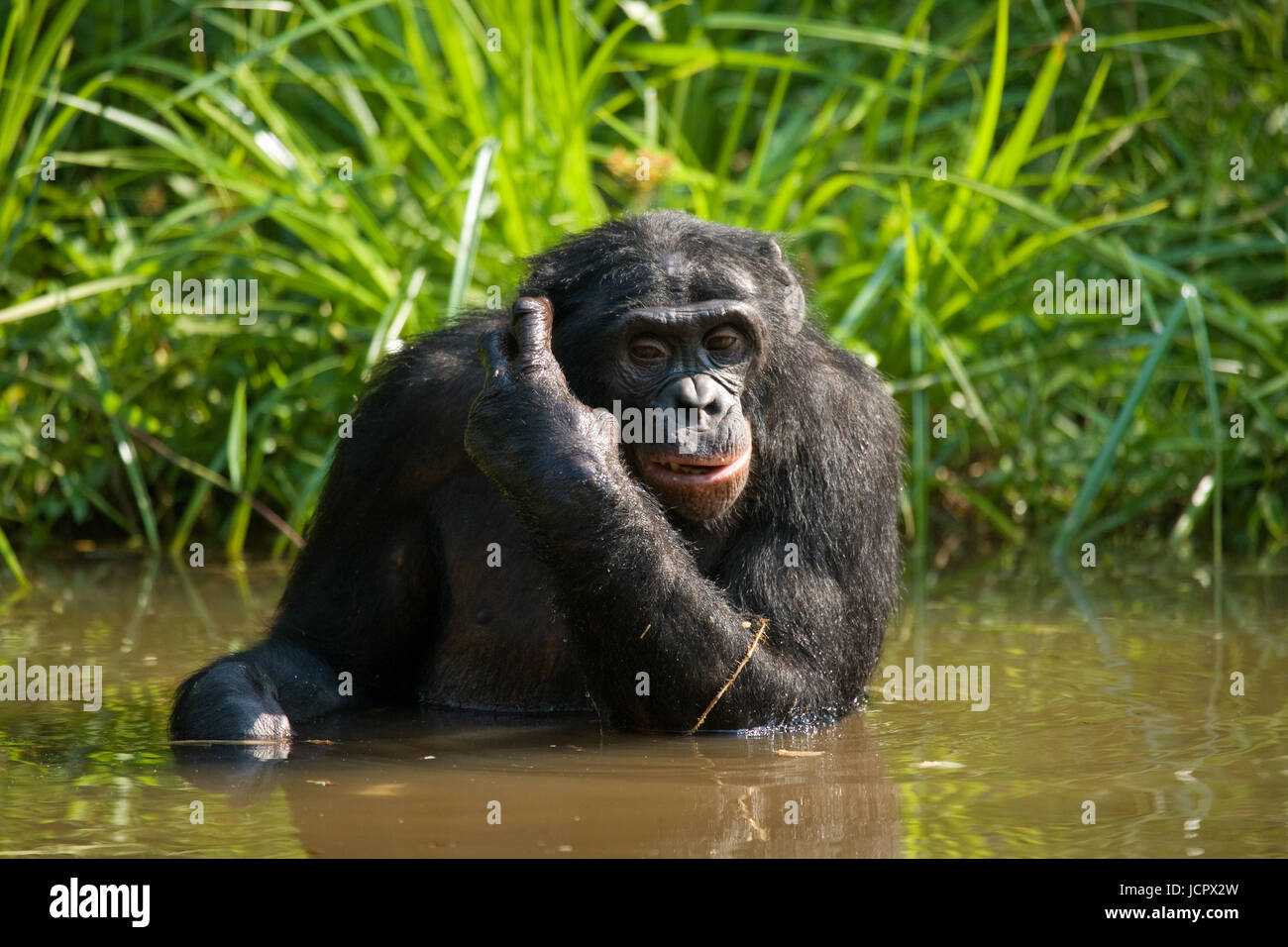 Bonobo Se Asienta En El Estanque República Democrática Del Congo Lola Ya Bonobo National Park 4895