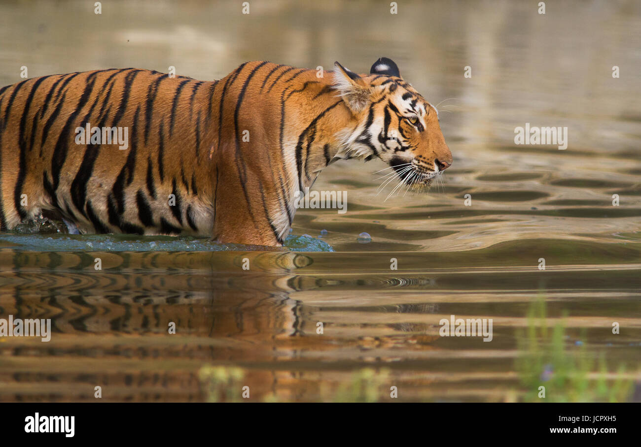 Tigre de parque nacional de Corbett Foto de stock