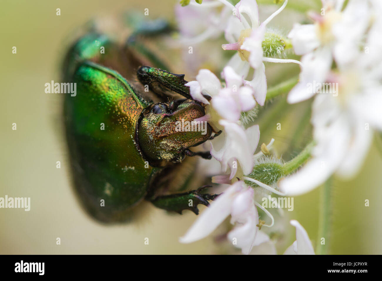 Rose chafer (Cetonia aurata) alimentándose de hogweed (Heracleum sphondylium). Gran escarabajo verde en la familia Scarabaeidae muestra el detalle de los ojos compuestos Foto de stock