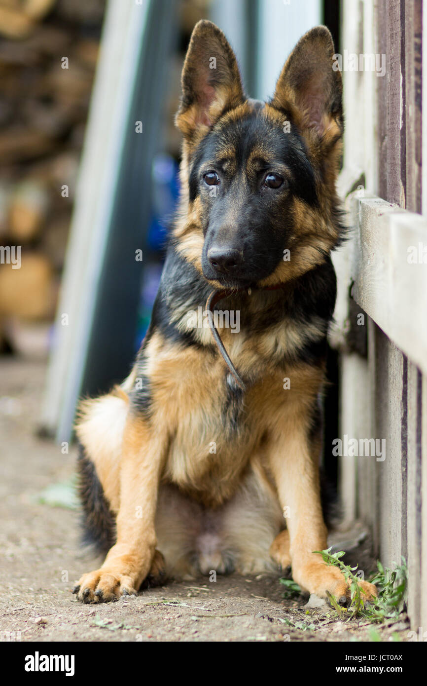 Cachorro Pastor Alemán hembra de 5 meses Fotografía de stock - Alamy