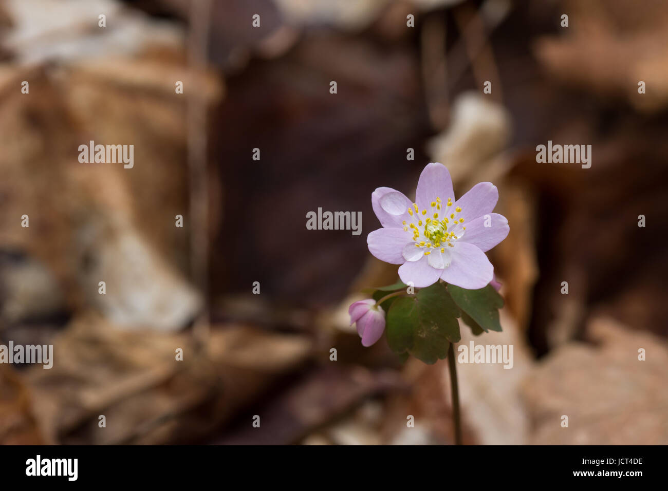 Rue anémona (Thalictrum thalictroides) con el rocío matinal. Foto de stock