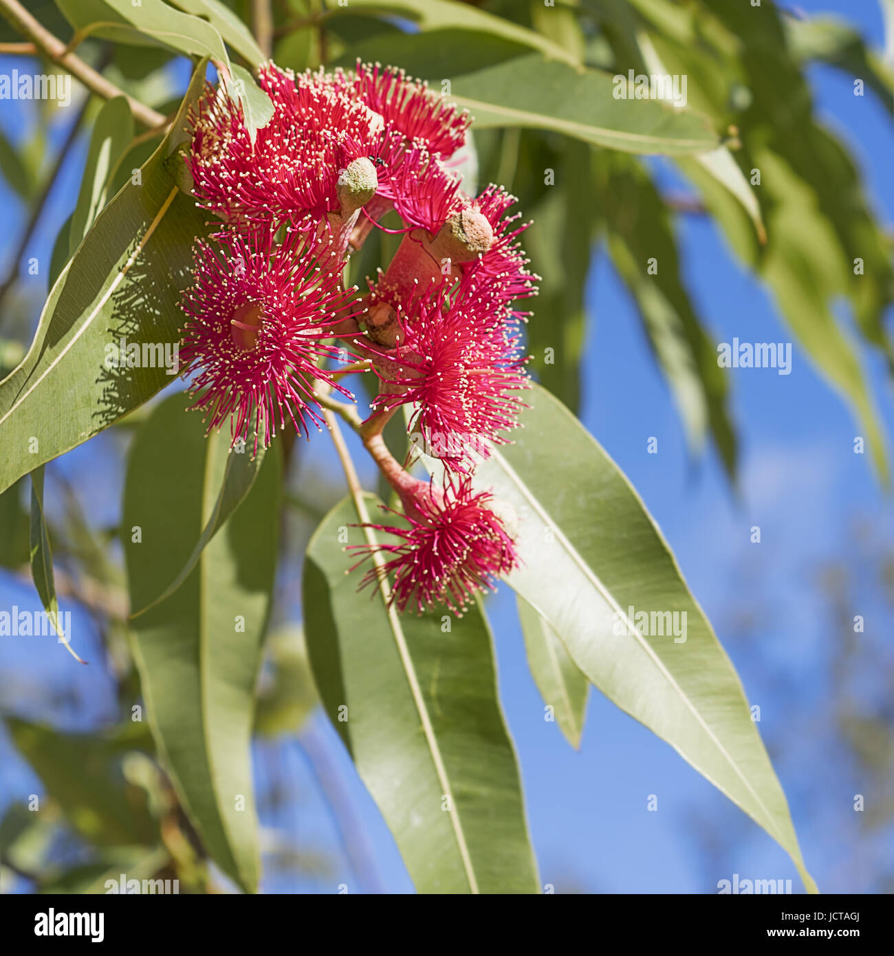 Australian icónica de eucalipto rojo flores con goma de mascar hojas verdes y cielo azul cerca del fondo en formato cuadrado Foto de stock