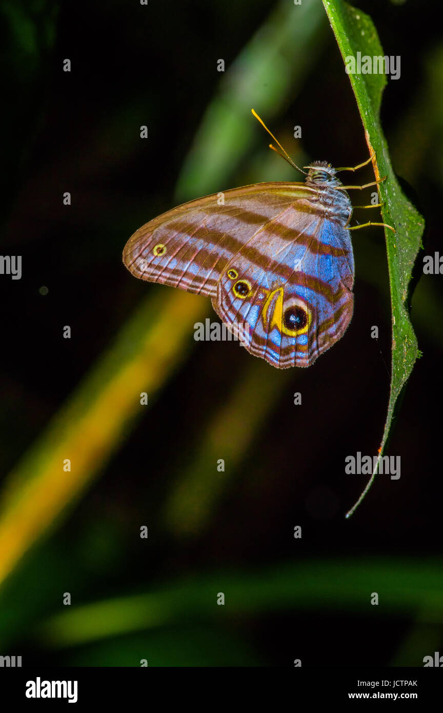 Disfraz de mariposa fotografías e imágenes de alta resolución - Página 4 -  Alamy
