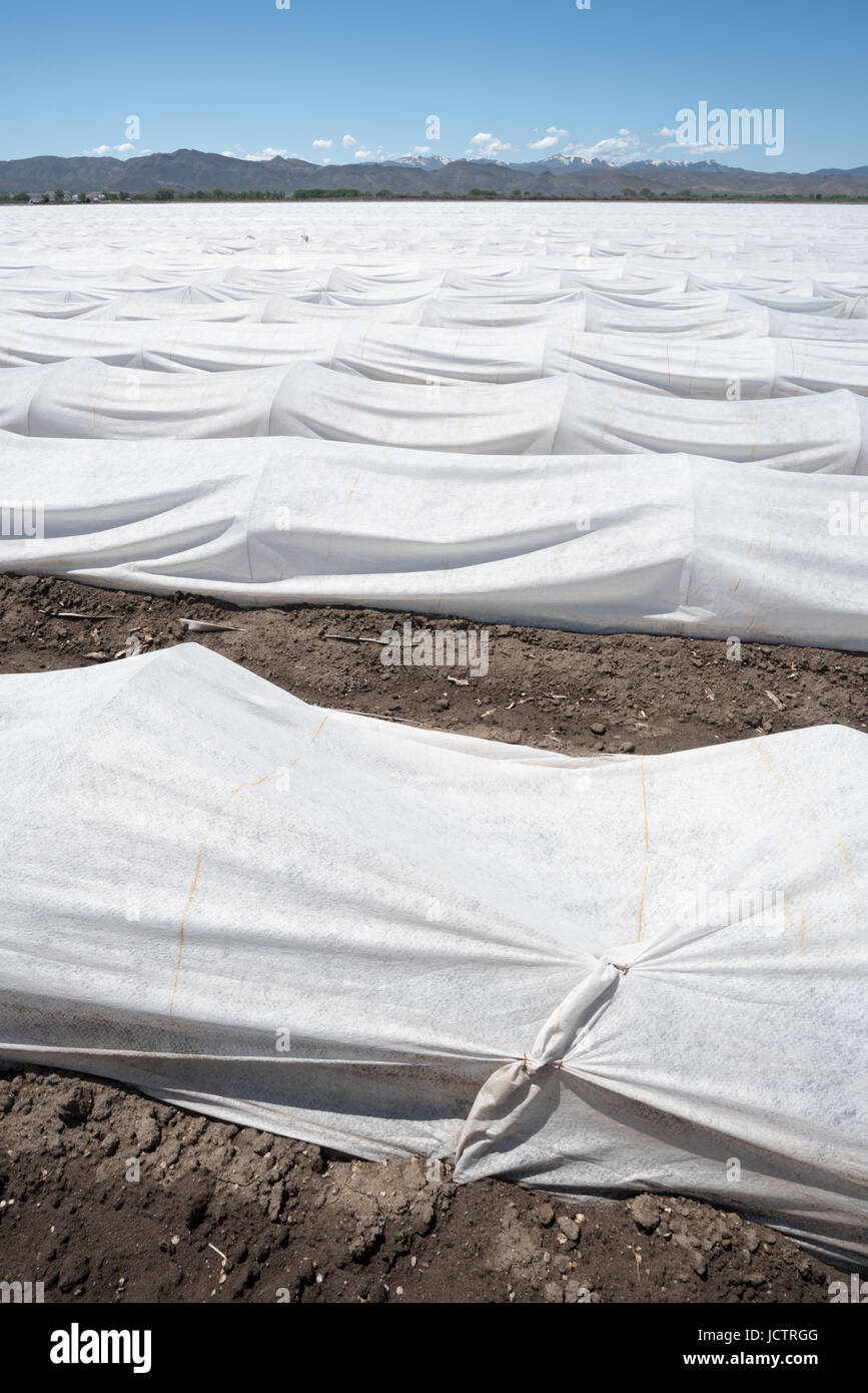 Fila cubierta que protege los cultivos en una granja en Nevada, el Mason Valley. Foto de stock