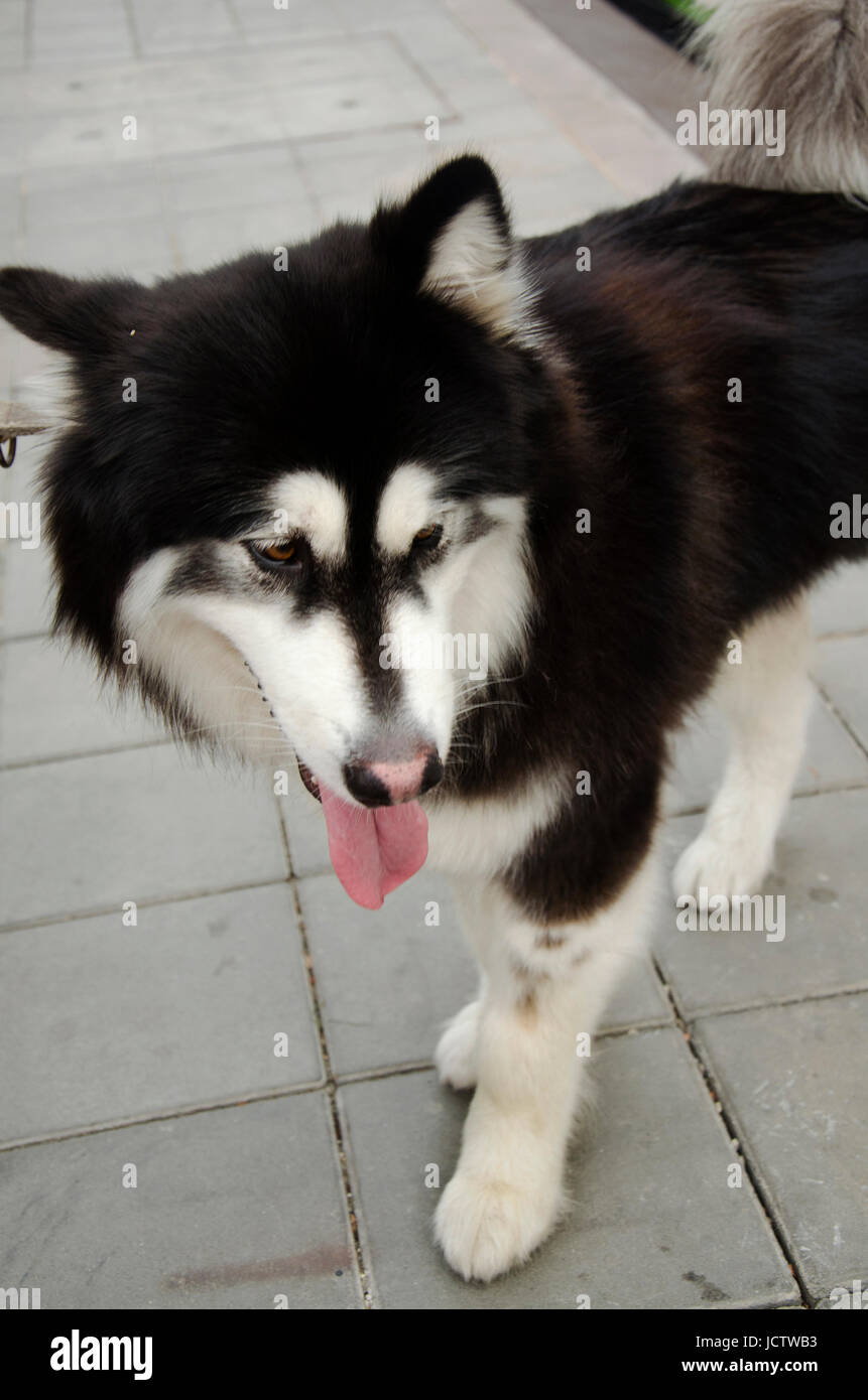 Malamute De Alaska Gigante Fotos E Imagenes De Stock Alamy