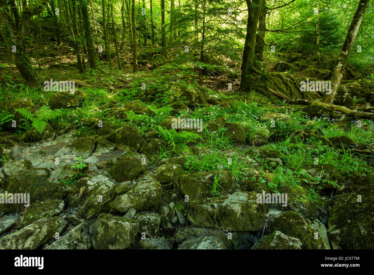 Una exuberante vegetación que crece en las orillas del río Conway cerca del Fairy Glen cerca del popular atraccion turistica de Betws Y Coed (Iglesia en el bosque), N Foto de stock