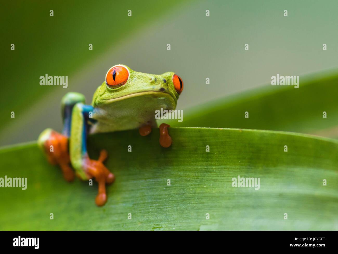Red-eyed Tree Frog, Agalychnis callidryas, escalada en una hoja, mirando a la cámara, Laguna del Lagarto, Boca Tapada de San Carlos, Costa Rica Foto de stock