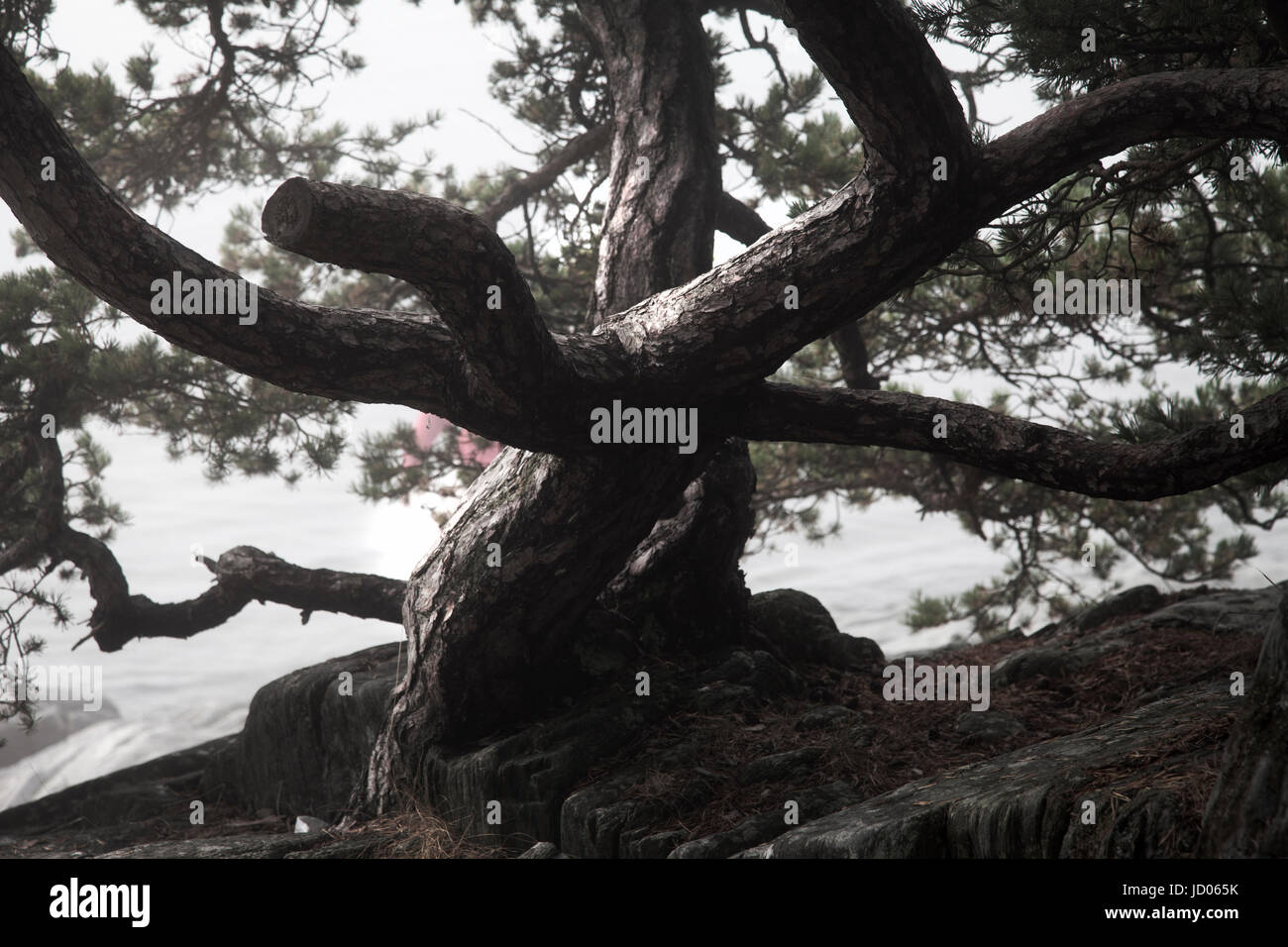 Retorcido árbol en la costa de la isla de la OTU, del condado de Estocolmo, Suecia. Foto de stock