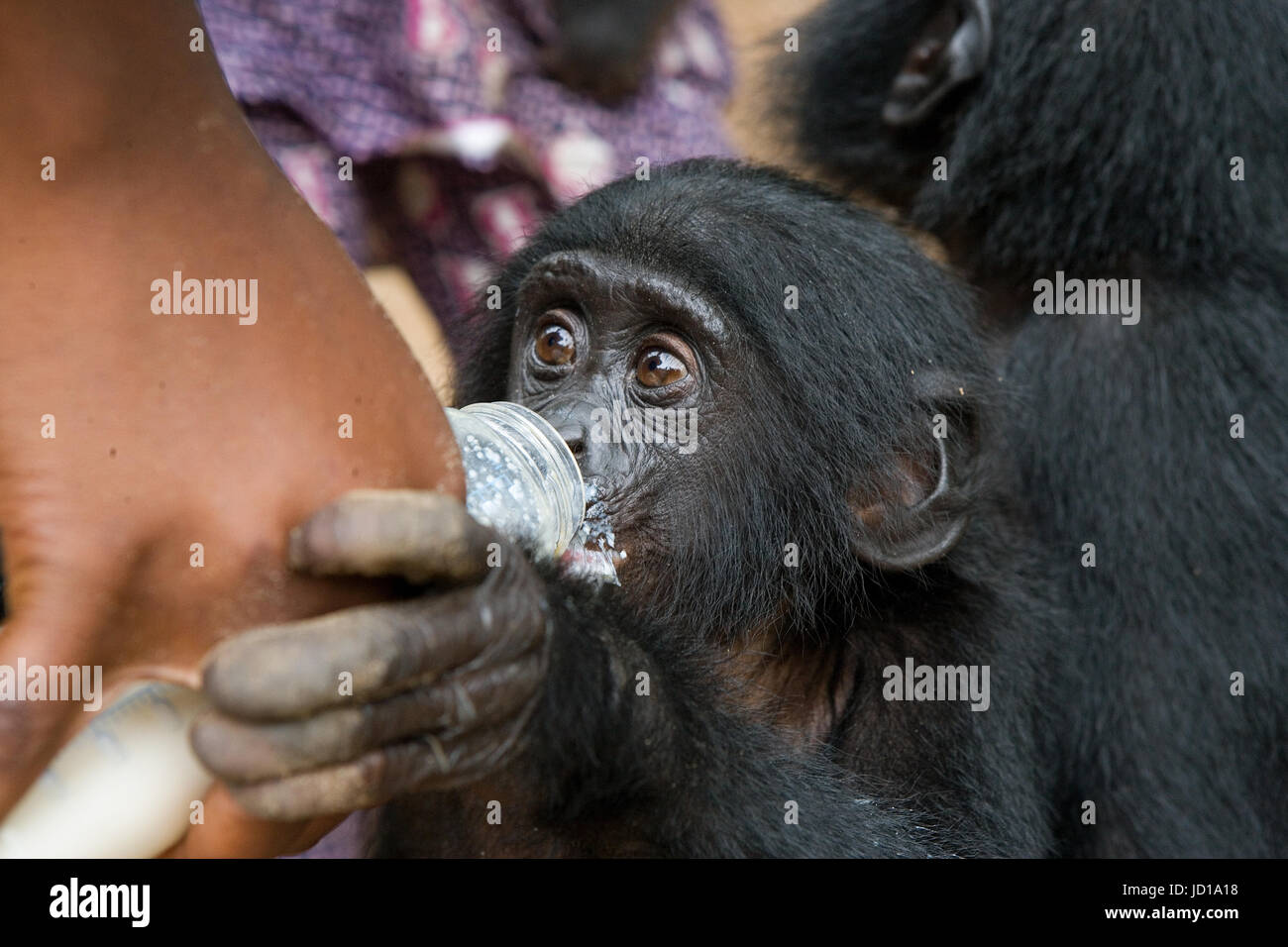 Un bebé Bonobo beber leche de un biberón. República Democrática del Congo. Lola ya BONOBO National Park. Una excelente ilustración. Foto de stock