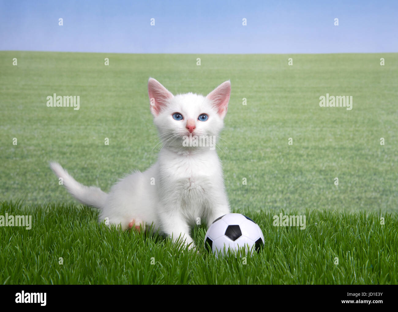 Animales jugando futbol fotografías e imágenes de alta resolución - Alamy