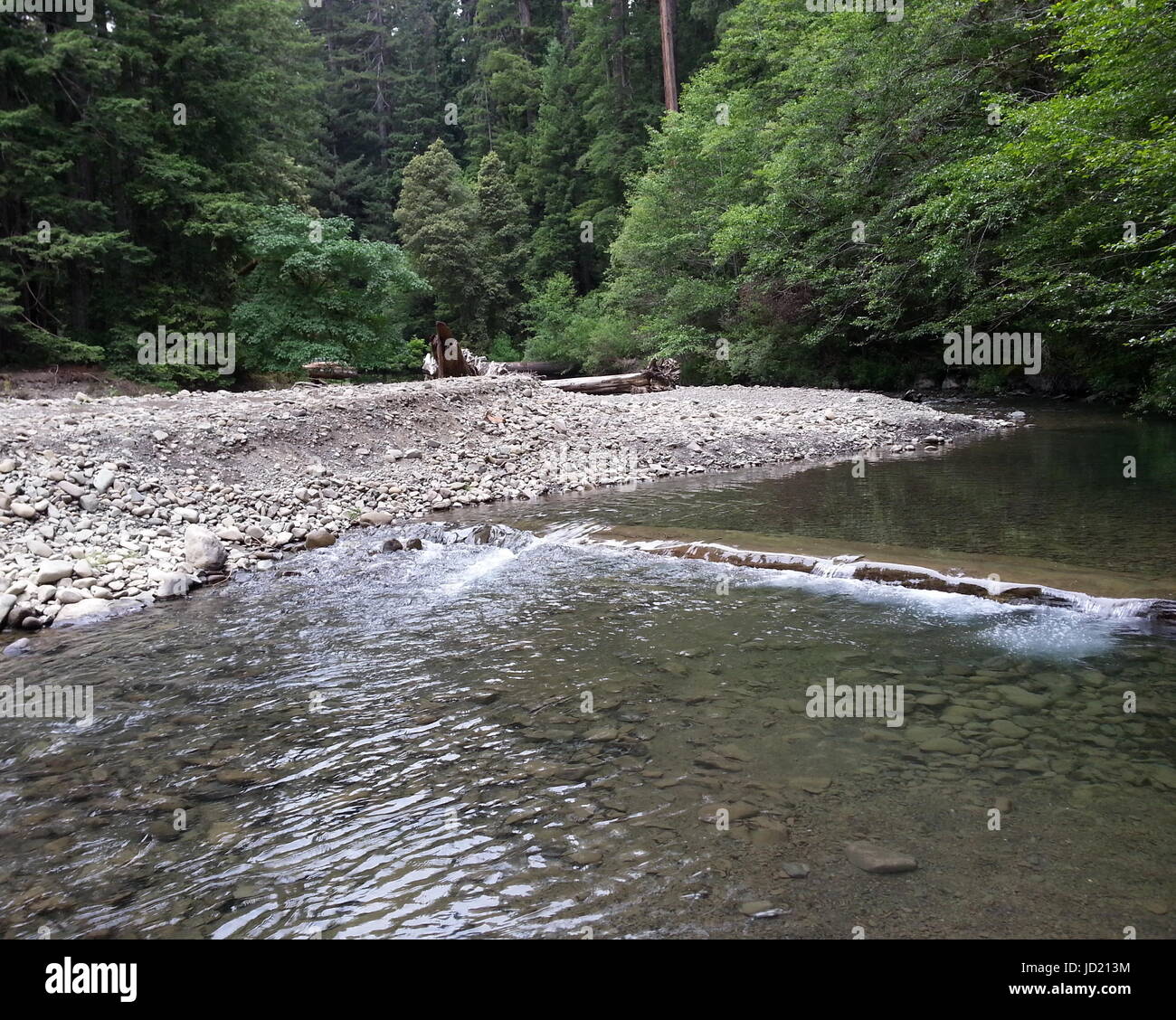 Selva río y árboles sanos Foto de stock