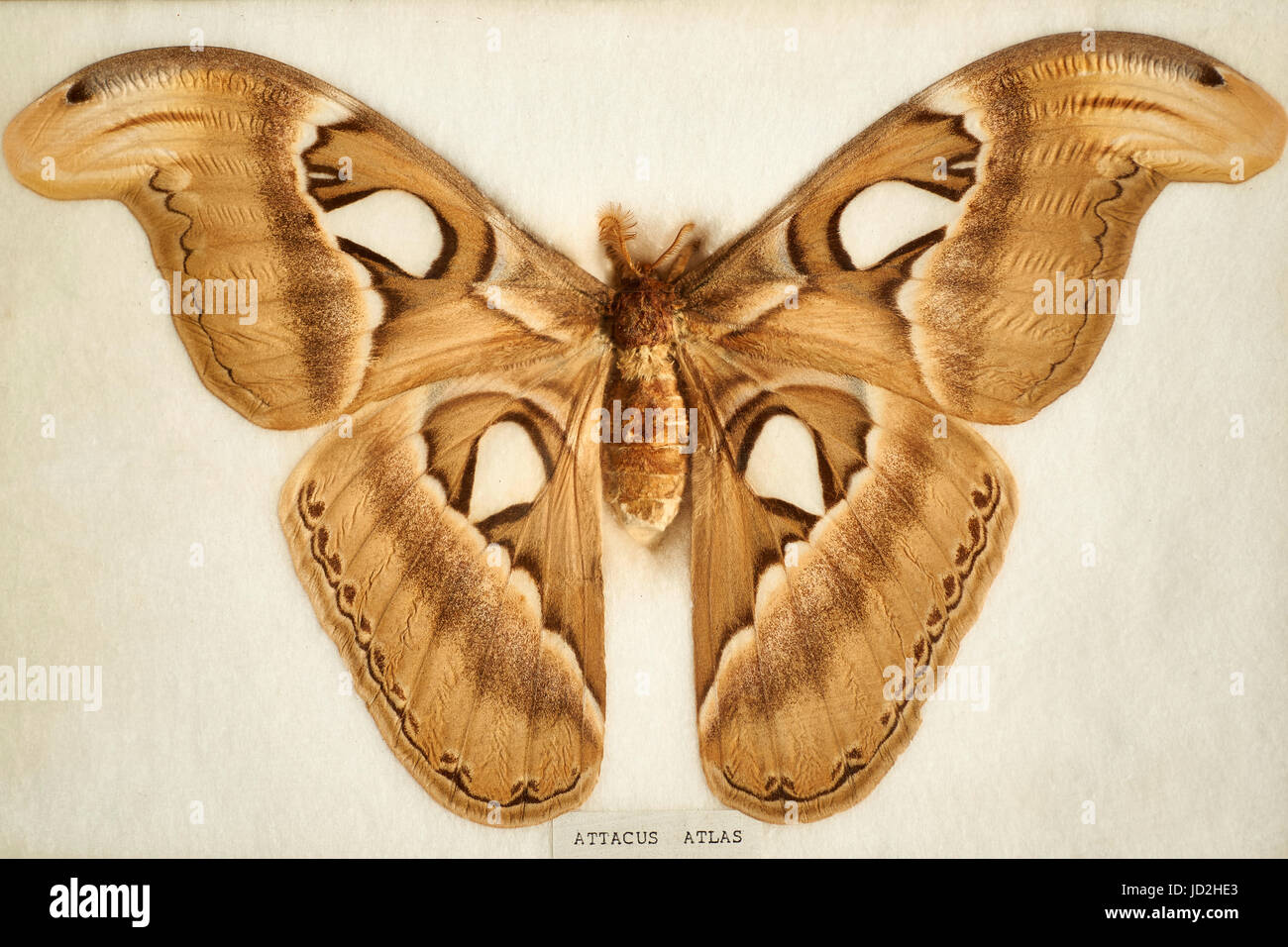 Attacus Atlas - Antiguo Preparado Espécimen De Museo De Las Polillas En ...