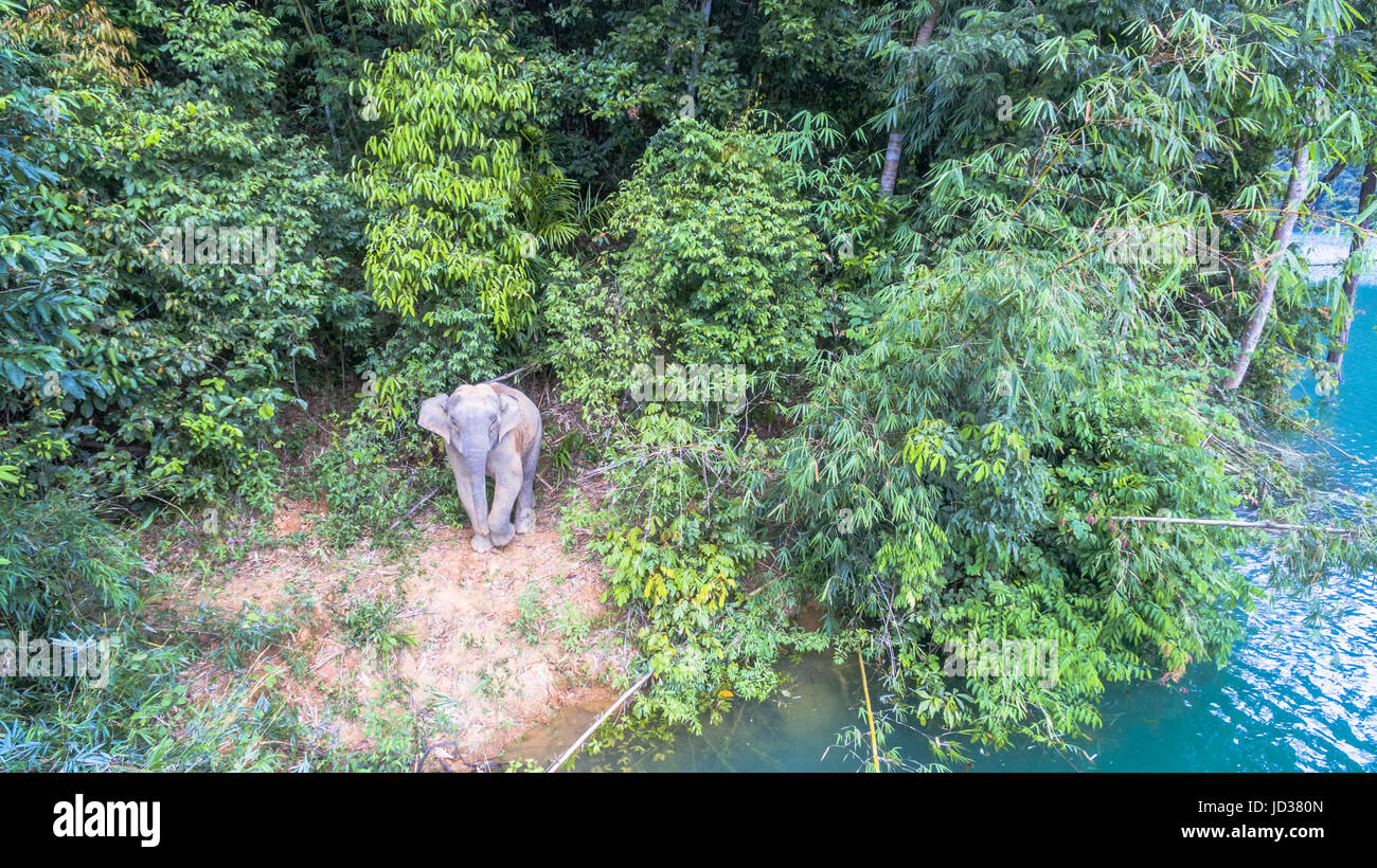 Elefante salvaje viven en la selva profunda dentro de las cuencas.Los  funcionarios forestales dijo el elefante llamado Khan Kluay.Cuando Khan  Kluay escuchó el barco va a c Fotografía de stock - Alamy