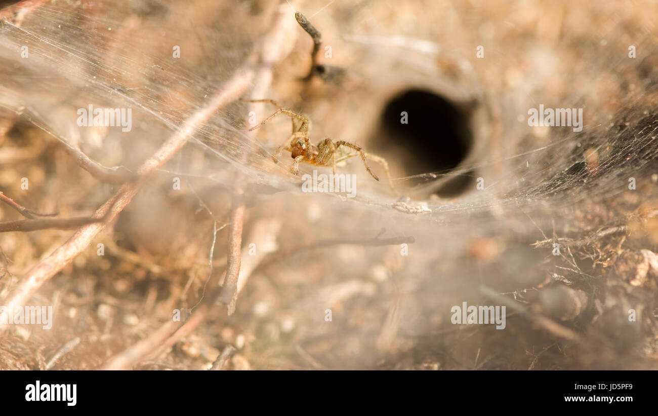 Agelena labyrinthica araña (laberinto). Hembra en gran hoja web desde la cual esta heather entre animal recibe su nombre, en la familia Agelenidae Foto de stock