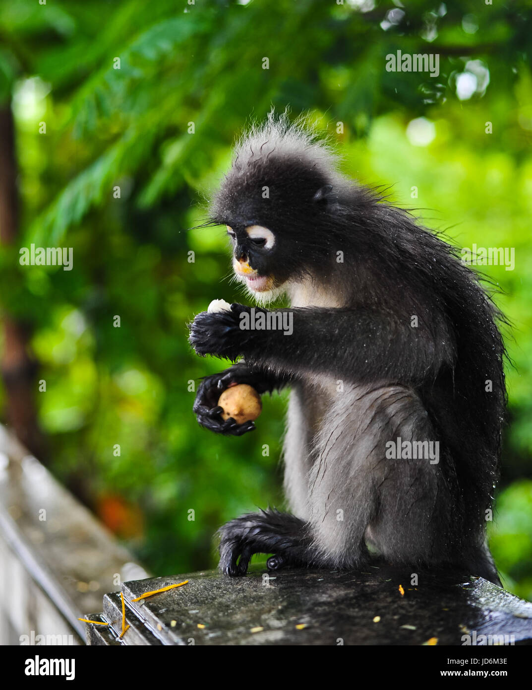 Hojas negruzcas mono en Khao Muag Lom, Prachuap Khiri Khan, Tailandia Foto de stock