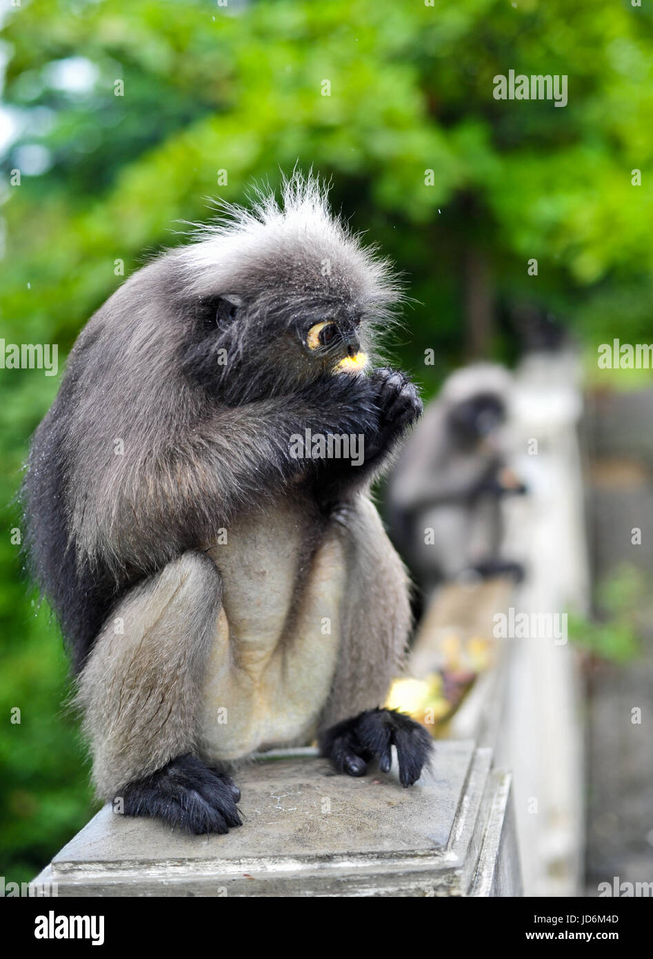 Hojas negruzcas mono en Khao Muag Lom, Prachuap Khiri Khan, Tailandia Foto de stock