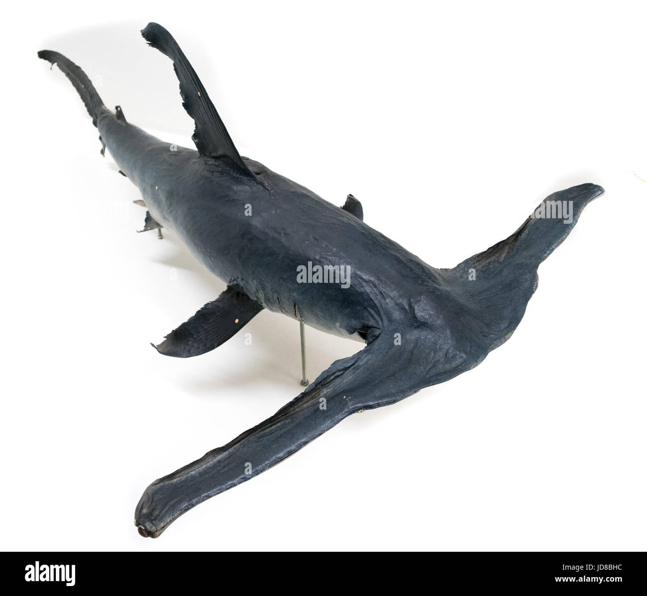 Retrato de un tiburón martillo contra un fondo completamente blanco, studio shot. peluche imagen color aislado Foto de stock