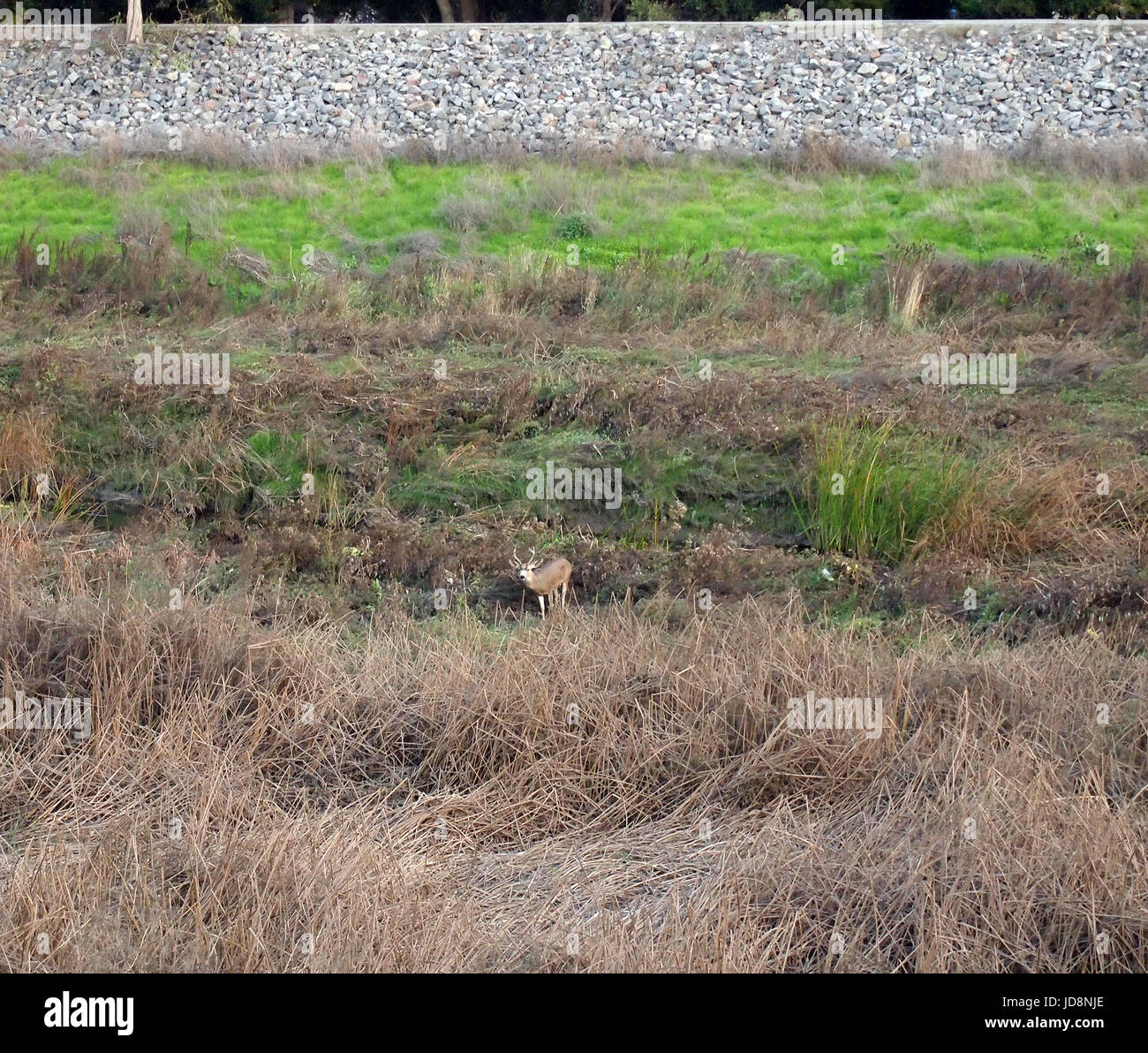 Ciervos en Alameda Creek, Union City, California Foto de stock