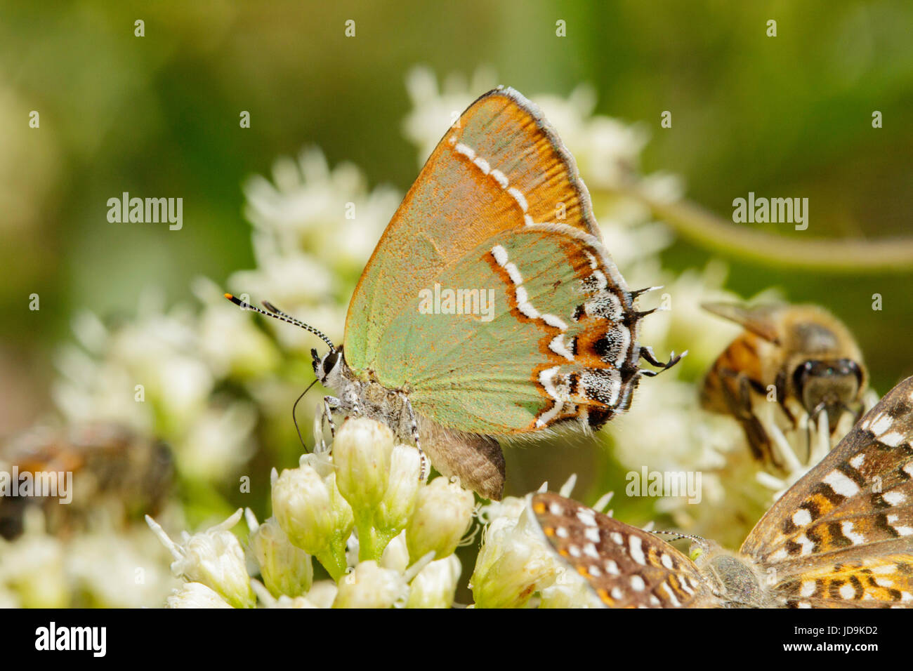 Juniper Hairstreak Callophrys gryneus Montañas Santa Rita, Arizona, Estados Unidos de América el 3 de septiembre de adulto en filtrarse Sauce (Baccharis salicifolia). Foto de stock