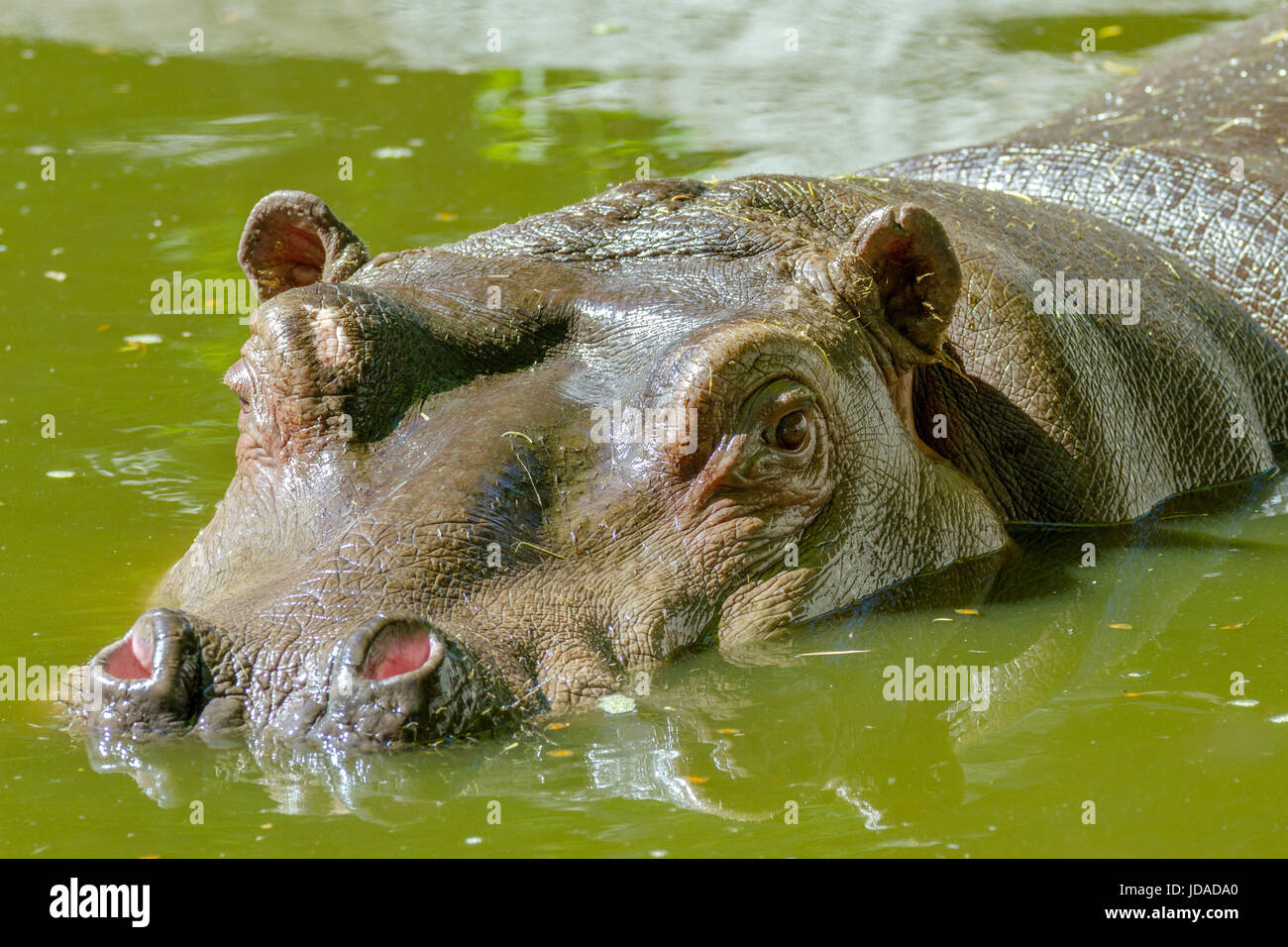 Imagen de un gran mamífero de