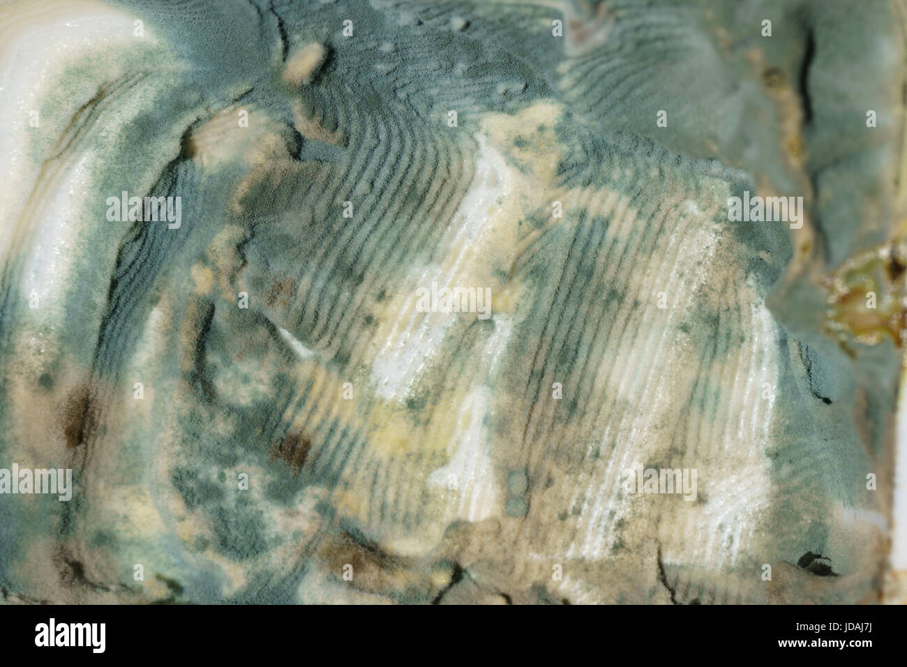 Queso fresco o mantequilla podrida closeup en tina con marcas de cuchillo  Fotografía de stock - Alamy
