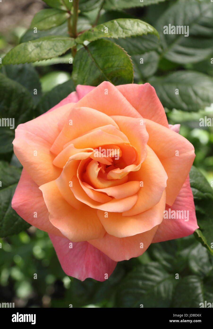 Rosa 'Nueva vida' (cocwarble) floración en un jardín inglés frontera en verano (junio), REINO UNIDO Foto de stock